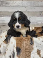 JoJo, a female Bernese Mountain Dog for sale in Konawa, OK – Photo 3 of 6