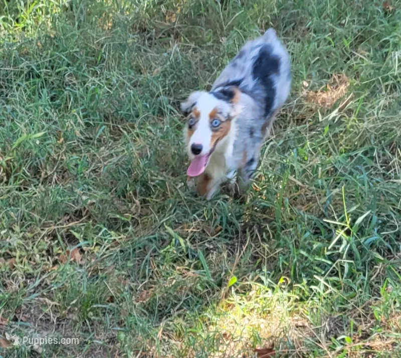 Walter – Miniature Australian Shepherd puppy for sale in Konawa, OK