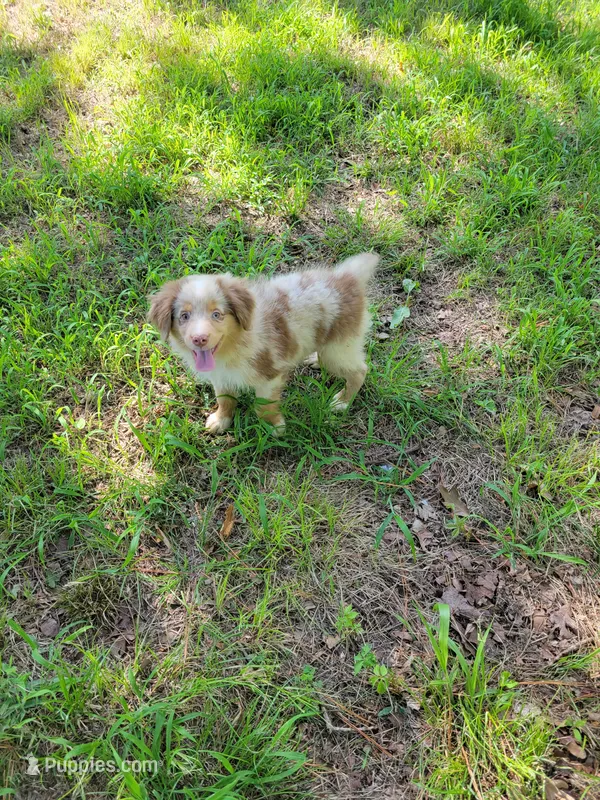 Copper – Miniature Australian Shepherd puppy for sale in Konawa, OK
