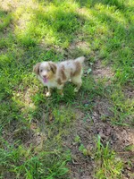 Copper, a male Miniature Australian Shepherd for sale in Konawa, OK – 1 of 1