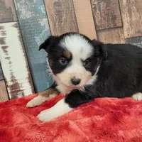 Mabel, a female Miniature Australian Shepherd for sale in Konawa, OK – 1 of 1