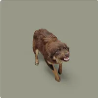 Wrangler, a male Miniature Australian Shepherd for sale in Konawa, OK – Photo 2 of 3