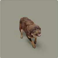 Wrangler, a male Miniature Australian Shepherd for sale in Konawa, OK – Photo 2 of 3