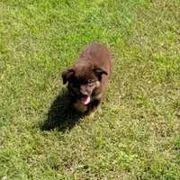 Wrangler, a male Miniature Australian Shepherd for sale in Konawa, OK – Photo 3 of 3