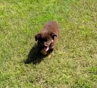 Wrangler, a male Miniature Australian Shepherd for sale in Konawa, OK – Photo 3 of 3