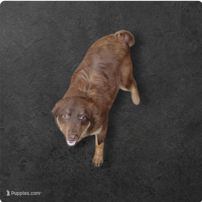 Wrangler, a male Miniature Australian Shepherd for sale in Konawa, OK – Photo 1 of 3