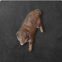 Wrangler, a male Miniature Australian Shepherd for sale in Konawa, OK – Photo 1 of 3