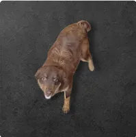 Wrangler, a male Miniature Australian Shepherd for sale in Konawa, OK – Photo 1 of 3