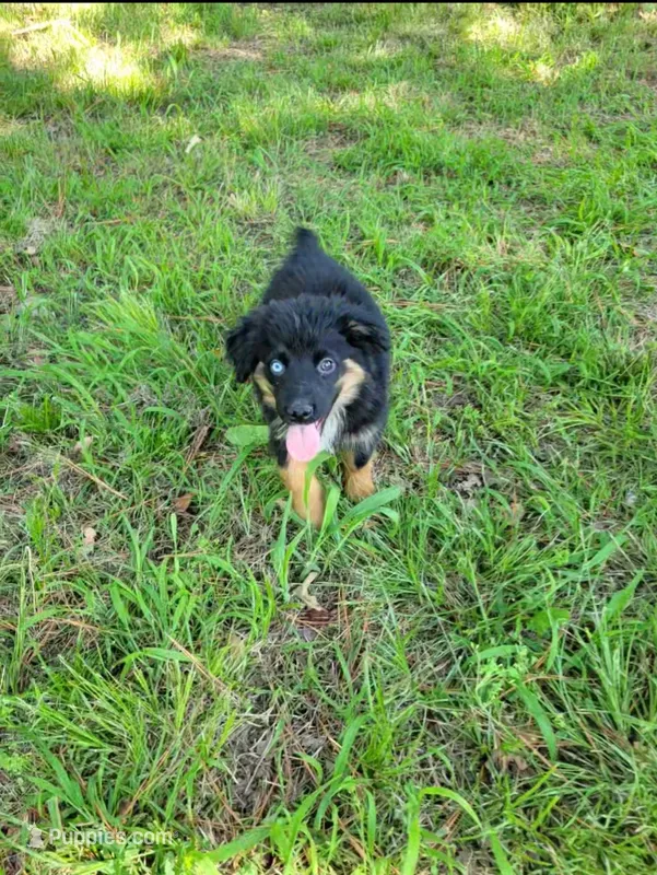 Willie – Miniature Australian Shepherd puppy for sale in Konawa, OK