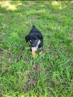Willie, a male Miniature Australian Shepherd for sale in Konawa, OK – 1 of 1