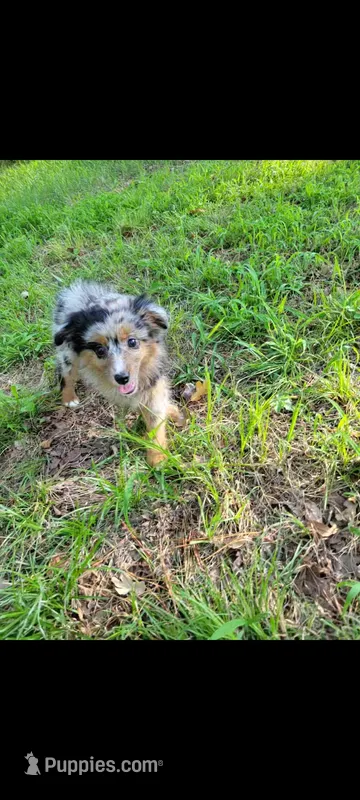 Abby – Miniature Australian Shepherd puppy for sale in Konawa, OK