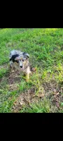 Abby, a female Miniature Australian Shepherd for sale in Konawa, OK – 1 of 1