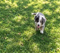 Millie, a female Bernese Mountain Dog and Miniature Australian Shepherd for sale in Konawa, OK – 1 of 4