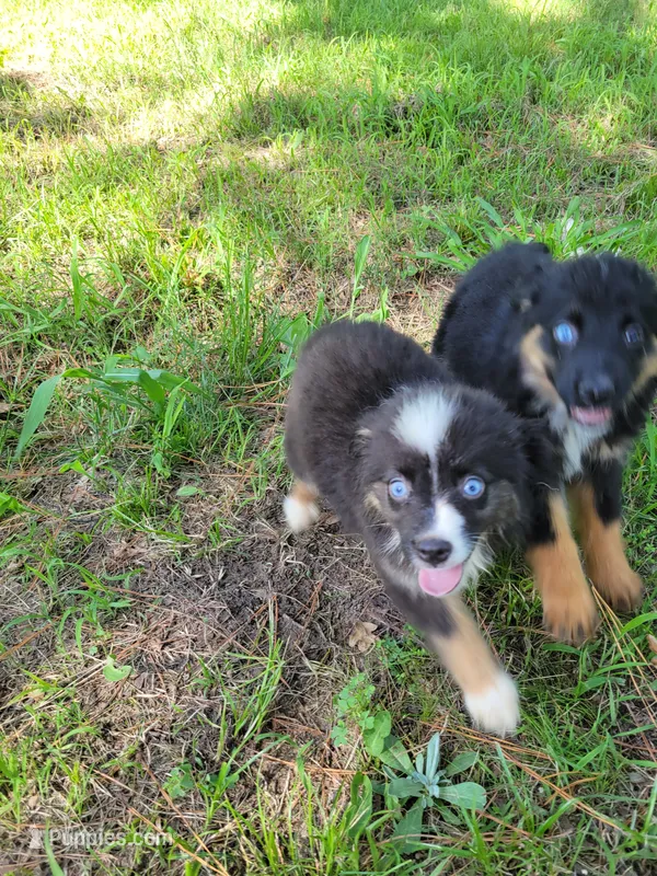 Tiny – Miniature Australian Shepherd puppy for sale in Konawa, OK