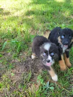 Tiny, a male Miniature Australian Shepherd for sale in Konawa, OK – 1 of 1