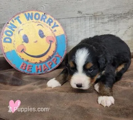 Hazel – Bernese Mountain Dog puppy for sale in Konawa, OK