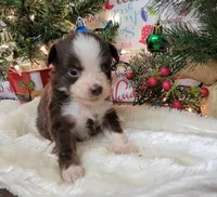 Hope, a female Toy Australian Shepherd for sale in Konawa, OK – Photo 2 of 4