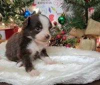 Hope, a female Toy Australian Shepherd for sale in Konawa, OK – Photo 3 of 4