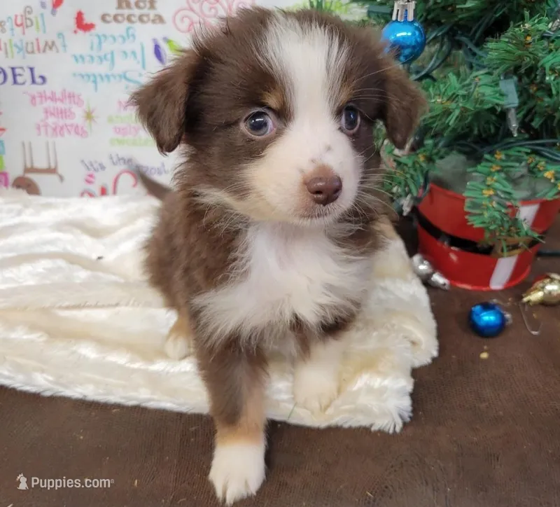 Hope, a female Toy Australian Shepherd for sale in Konawa, OK – Photo 1 of 4