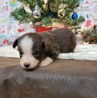 Hope, a female Toy Australian Shepherd for sale in Konawa, OK – Photo 4 of 4