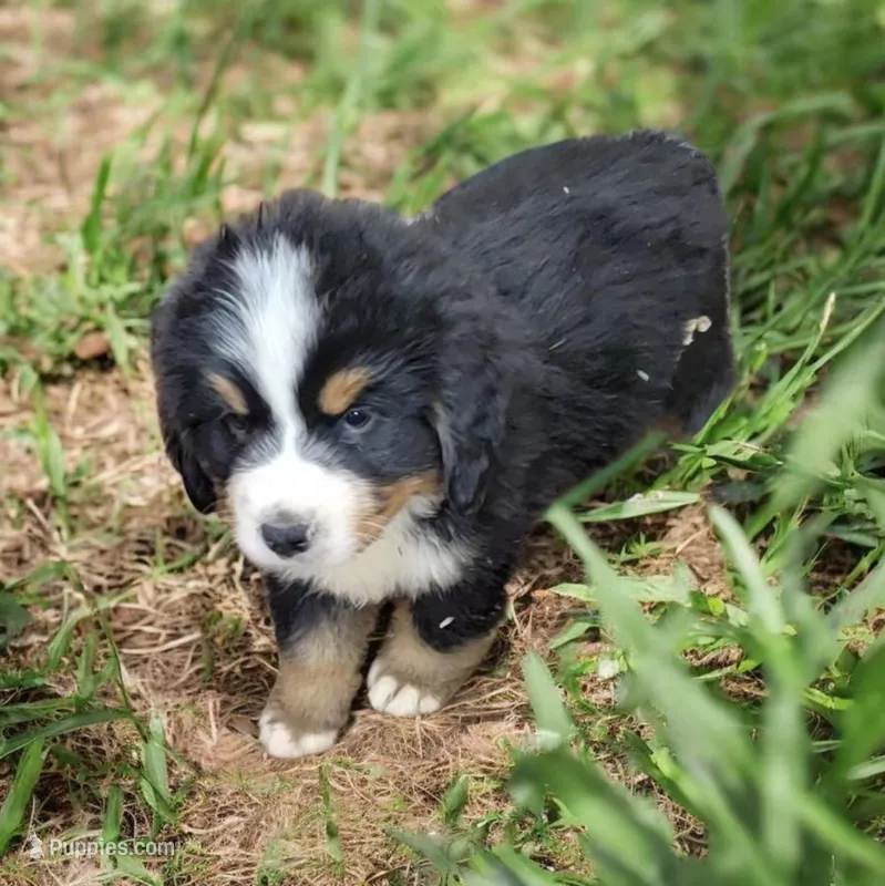 Storm – Bernese Mountain Dog puppy for sale in Konawa, OK