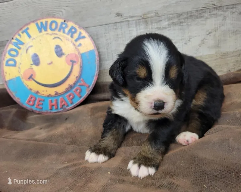 Storm – Bernese Mountain Dog puppy for sale in Konawa, OK