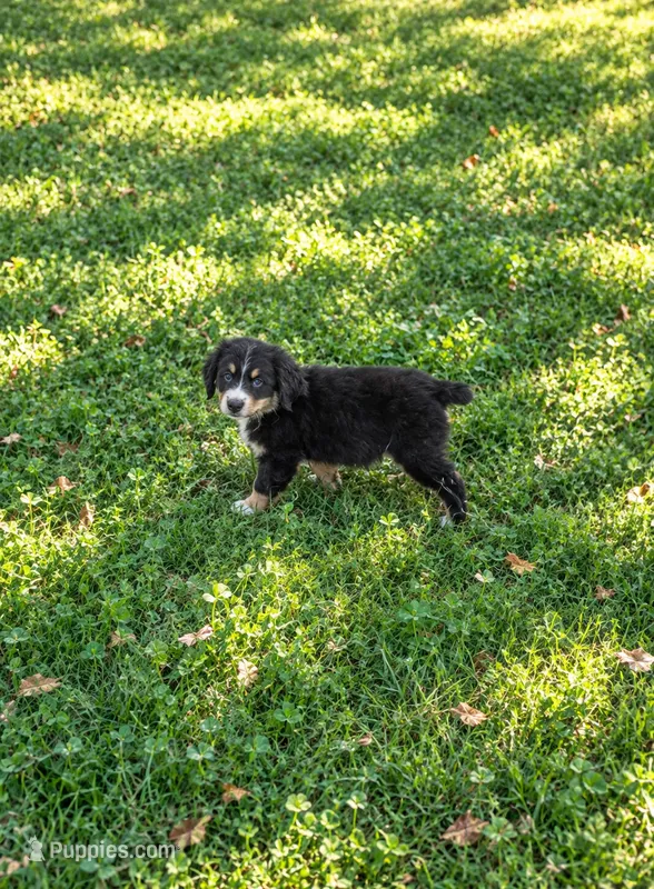 Maxi – Bernese Mountain Dog, Miniature Australian Shepherd puppy for sale in Konawa, OK