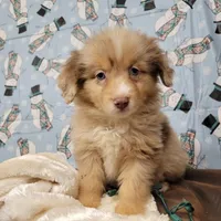 Champagne, a male Miniature Australian Shepherd for sale in Konawa, OK – Photo 7 of 7