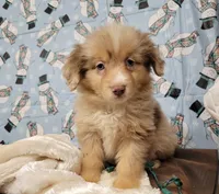 Champagne, a male Miniature Australian Shepherd for sale in Konawa, OK – Photo 7 of 7