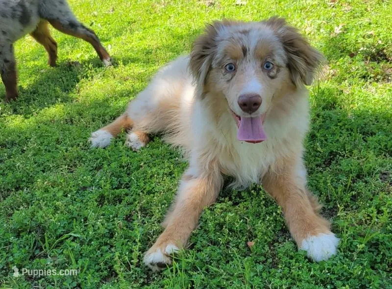 Champagne, a male Miniature Australian Shepherd for sale in Konawa, OK – Photo 1 of 7