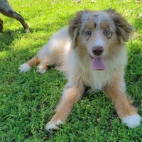 Champagne, a male Miniature Australian Shepherd for sale in Konawa, OK – Photo 1 of 7