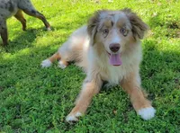 Champagne, a male Miniature Australian Shepherd for sale in Konawa, OK – Photo 1 of 7