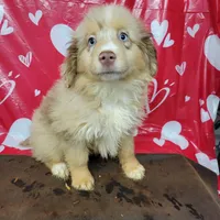 Champagne, a male Miniature Australian Shepherd for sale in Konawa, OK – Photo 4 of 7