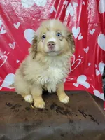 Champagne, a male Miniature Australian Shepherd for sale in Konawa, OK – Photo 4 of 7