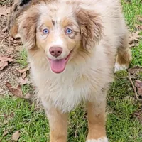 Champagne, a male Miniature Australian Shepherd for sale in Konawa, OK – Photo 3 of 7