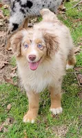 Champagne, a male Miniature Australian Shepherd for sale in Konawa, OK – Photo 3 of 7