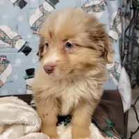 Champagne, a male Miniature Australian Shepherd for sale in Konawa, OK – Photo 6 of 7
