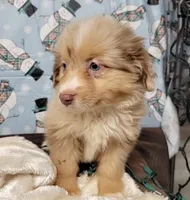 Champagne, a male Miniature Australian Shepherd for sale in Konawa, OK – Photo 6 of 7