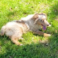 Champagne, a male Miniature Australian Shepherd for sale in Konawa, OK – Photo 2 of 7