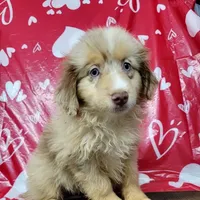 Champagne, a male Miniature Australian Shepherd for sale in Konawa, OK – Photo 5 of 7