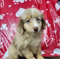 Champagne, a male Miniature Australian Shepherd for sale in Konawa, OK – Photo 5 of 7