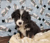 Midnight, a male Miniature Australian Shepherd for sale in Konawa, OK – Photo 2 of 5