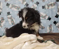 Midnight, a male Miniature Australian Shepherd for sale in Konawa, OK – Photo 4 of 5