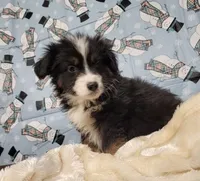 Midnight, a male Miniature Australian Shepherd for sale in Konawa, OK – Photo 5 of 5