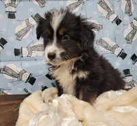 Midnight, a male Miniature Australian Shepherd for sale in Konawa, OK – Photo 3 of 5