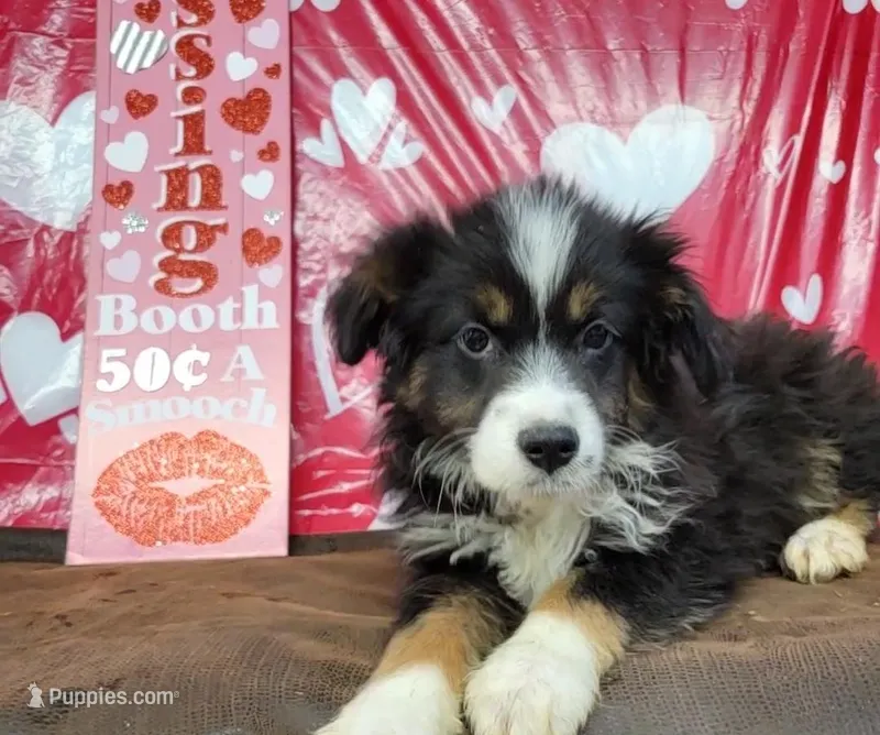 Midnight, a male Miniature Australian Shepherd for sale in Konawa, OK – Photo 1 of 5
