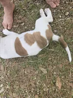 Louie, a male American Pit Bull Terrier for sale in Hammond, LA – Photo 2 of 2