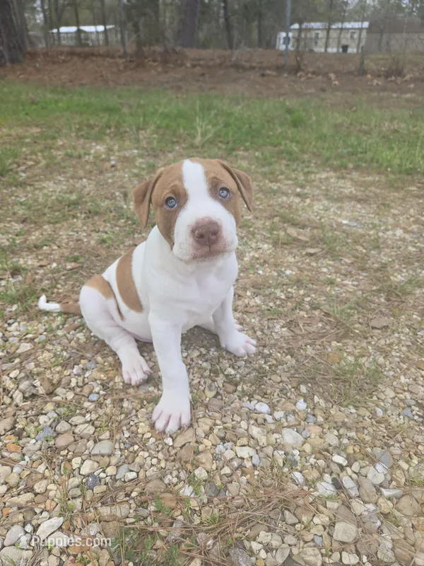 Louie – American Pit Bull Terrier puppy for sale in Hammond, LA