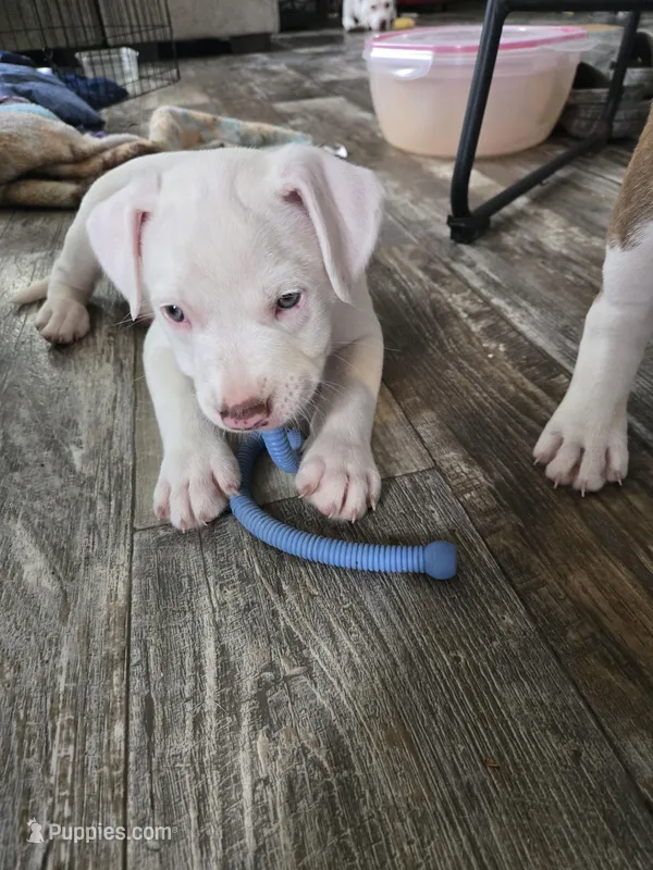 Runt – American Pit Bull Terrier puppy for sale in Hammond, LA