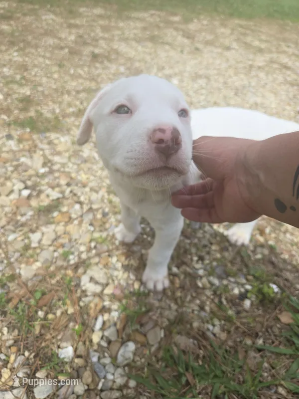 Black – American Pit Bull Terrier puppy for sale in Hammond, LA